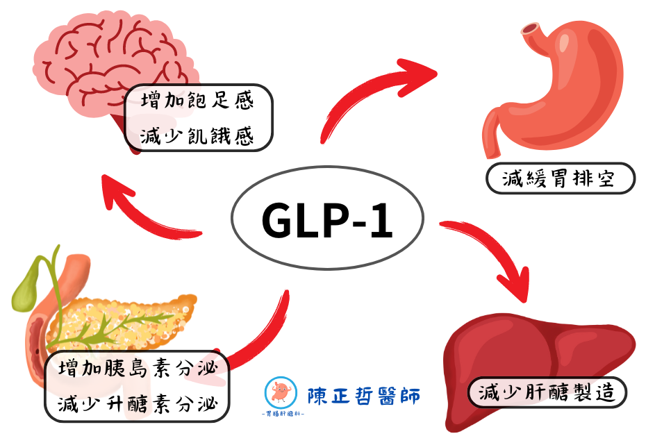 GLP-1作用